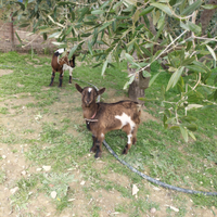 Capretta nana tibetana