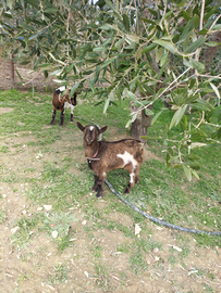 Caprette nane tibetane