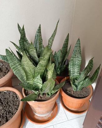 Sansevieria Lingua di suocera
