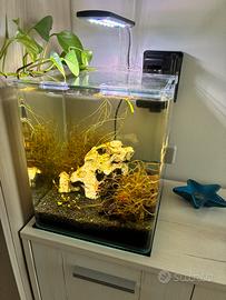 Acquario Amtra Nanotank 20 e 4 caridine