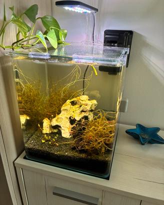 Acquario Amtra Nanotank 20 e 4 caridine