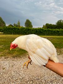 Gallina