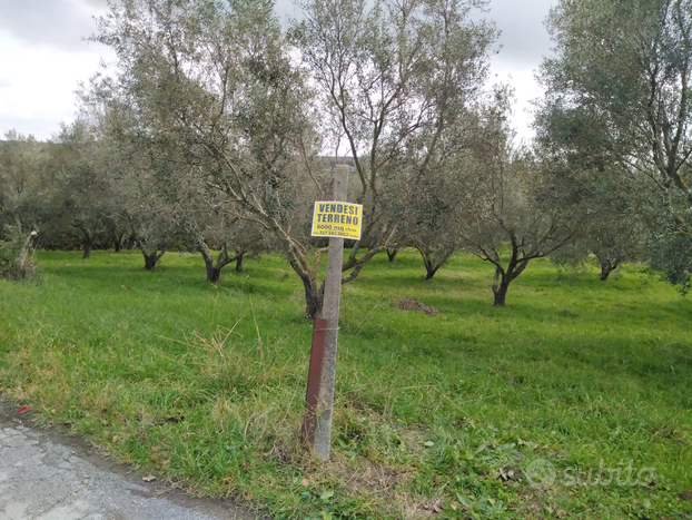 Terreno con piante di olive