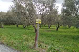 Terreno con piante di olive