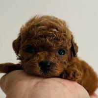 Barboncini mimi toy red intenso