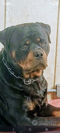 Rottweiler per monta