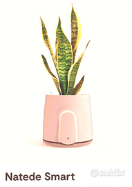 NATEDE SMART Purificatore d'aria piante vere NUOVO
