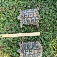 Testudo hermanni boettgeri thb