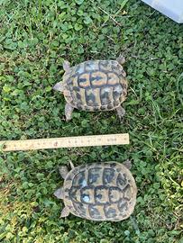 Testudo hermanni boettgeri thb