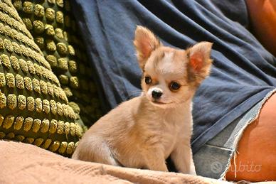 Cuccioli di Chihuahua