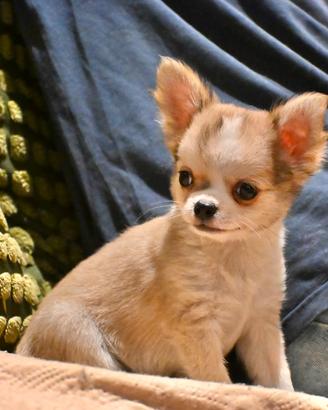 Cuccioli di Chihuahua