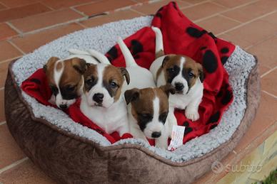Cuccioli di jack russel femmina