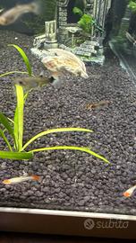 Guppy Femmine