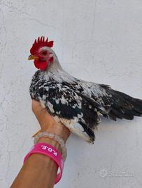 Galletti Serama