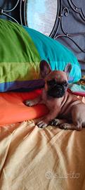 bulldoog francese femmina da conoscere