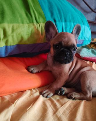 bulldoog francese femmina da conoscere