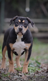 American bully xl