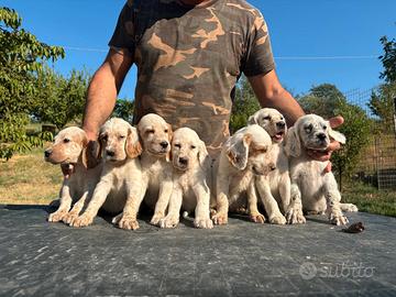 Cuccioli setter inglese