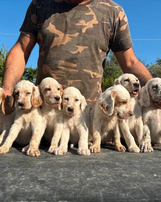 Cuccioli setter inglese