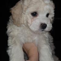 Cuccioli bichon a poil frisé