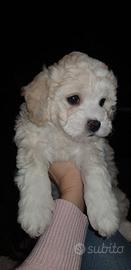 Cuccioli bichon a poil frisé