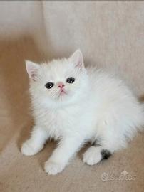 Cuccioli di razza exotic shorthai