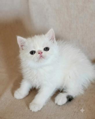 Cuccioli di razza exotic shorthai