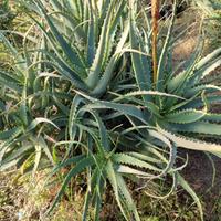 Piante di Aloe arborescens