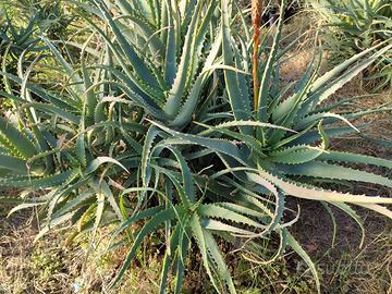 Piante di Aloe arborescens