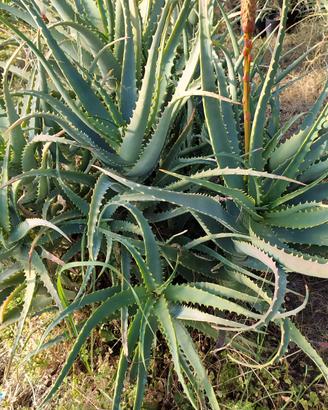 Piante di Aloe arborescens