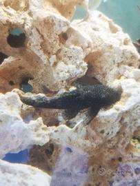 Pesce pulitore ancistrus