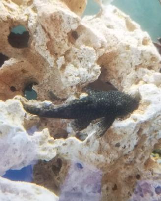 Pesce pulitore ancistrus