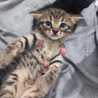 2 cuccioli di gatto