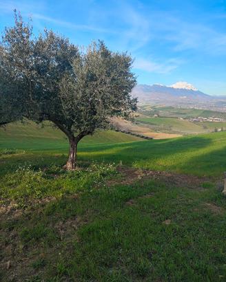 terreno e uliveto 