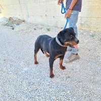 Cucciolona rottweiler femmina