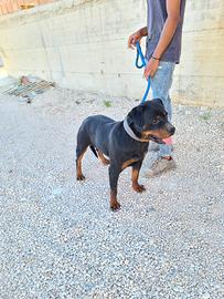 Cucciolona rottweiler femmina