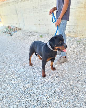 Cucciolona rottweiler femmina