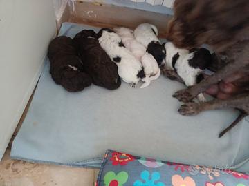 Cuccioli di Lagotto nati il 23 giugno