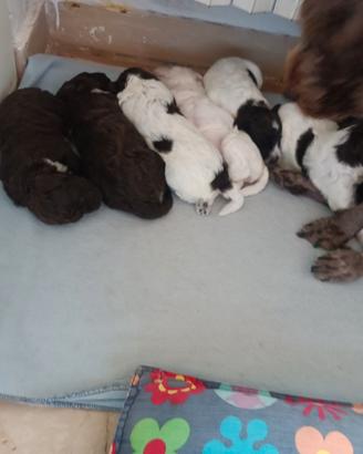 Cuccioli di Lagotto nati il 23 giugno