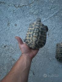 Tartarughe