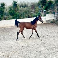 Purosangue arabo Puledra