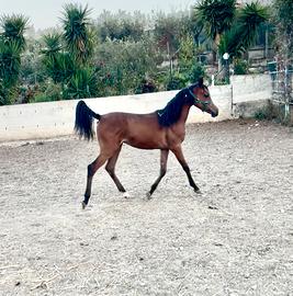 Purosangue araba Puledra