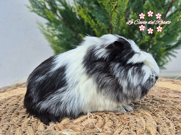 Porcellini d'india di razza