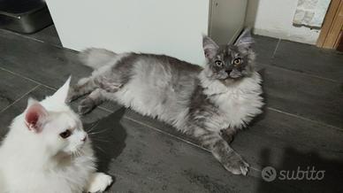 Ultimi Cuccioli di Maine coon XXL