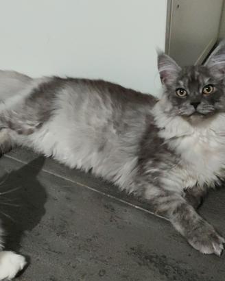 Ultimi Cuccioli di Maine coon XXL