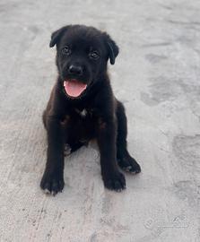 Cuccioli incrocio
