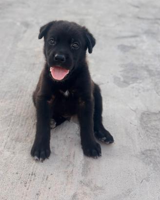 Cuccioli incrocio