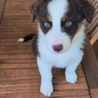 Ultimi cucciolotti Pastore Australiano