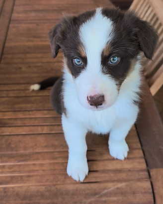 Ultimi cucciolotti Pastore Australiano