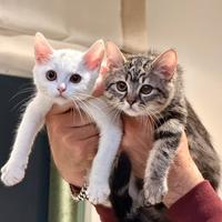 Gattini British Short Hair